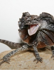 Foto de perfil de reptília