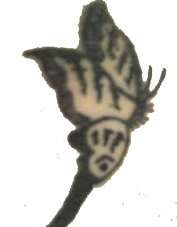 Foto de perfil de butterfly19