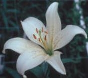 Foto de perfil de lilium Foto de perfil de lilium