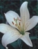 Foto de perfil de lilium