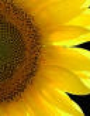 Foto de perfil de girasol