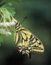 Foto de perfil de ROSASP Foto de perfil de ROSASP