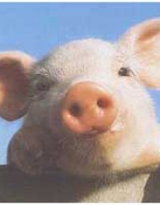 Foto de perfil de papalloneta