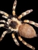 Foto de perfil de Castanya Glacejada