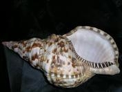 Foto de perfil de SweetInnocence Foto de perfil de SweetInnocence