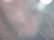 Foto de perfil de surina Foto de perfil de surina