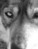 Foto de perfil de príncep del país del vent