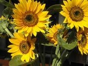 Foto de perfil de girasols