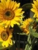 Foto de perfil de girasols