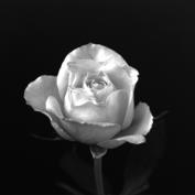 Foto de perfil de Saule Foto de perfil de Saule
