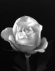 Foto de perfil de Saule
